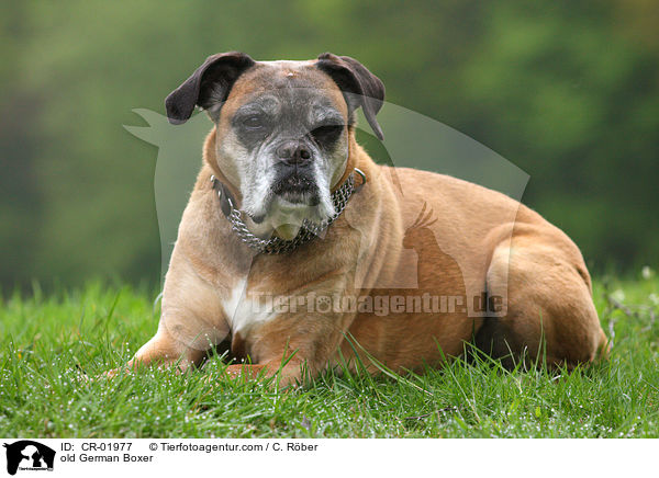 alter Deutscher Boxer / old German Boxer / CR-01977