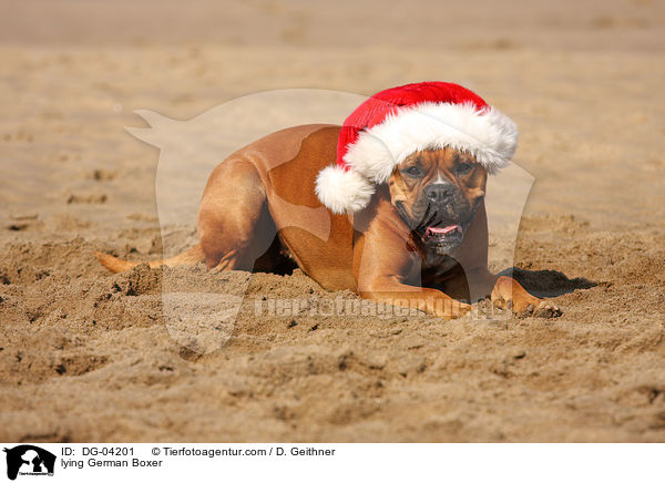 liegender Deutscher Boxer / lying German Boxer / DG-04201