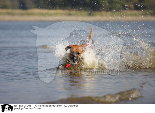 spielender Deutscher Boxer / playing German Boxer / DG-04208