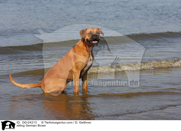 sitzender Deutscher Boxer / sitting German Boxer / DG-04213