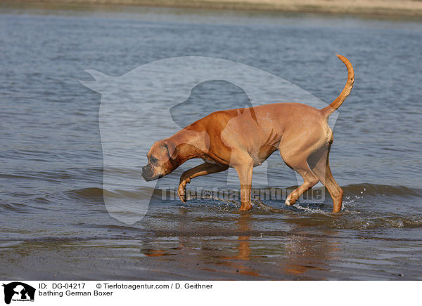 badender Deutscher Boxer / bathing German Boxer / DG-04217