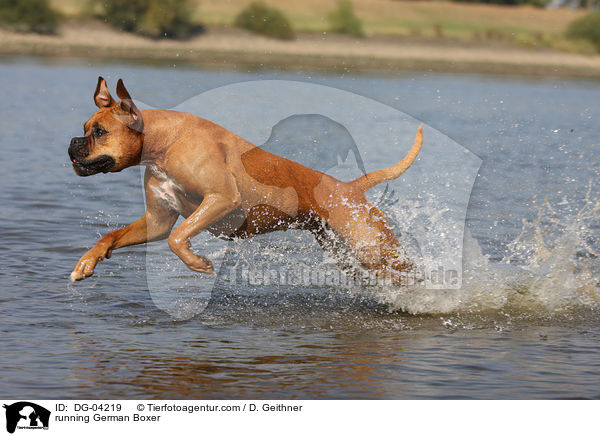 running German Boxer / DG-04219
