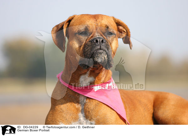 Deutscher Boxer Portrait / German Boxer Portrait / DG-04229