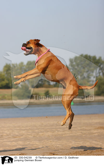jumping German Boxer / DG-04239