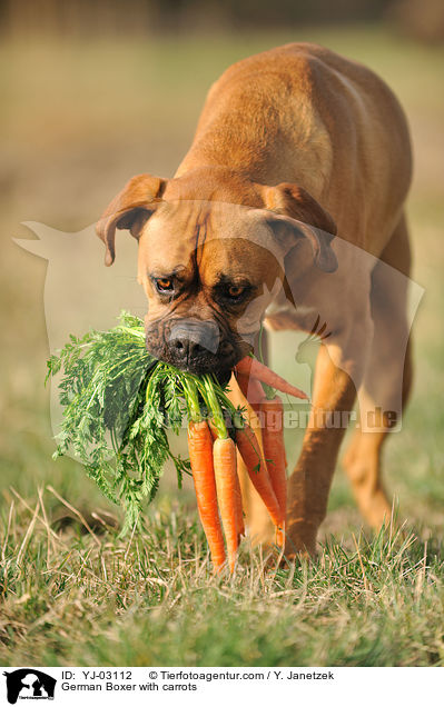 Deutscher Boxer mit Mhren / German Boxer with carrots / YJ-03112
