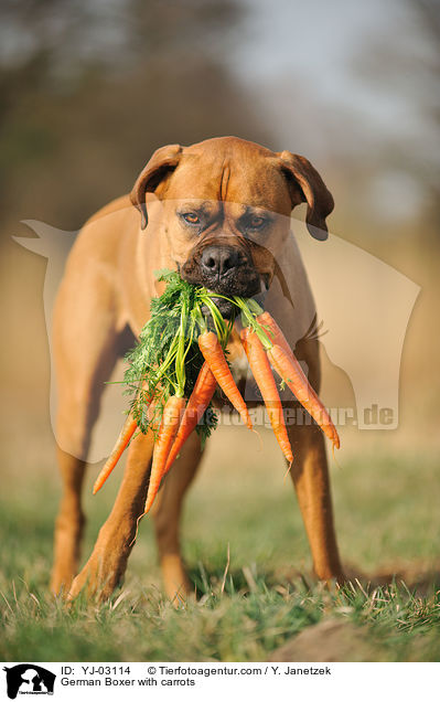 Deutscher Boxer mit Mhren / German Boxer with carrots / YJ-03114