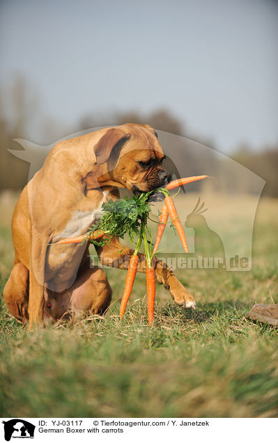 Deutscher Boxer mit Mhren / German Boxer with carrots / YJ-03117