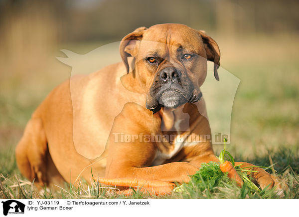 liegender Deutscher Boxer / lying German Boxer / YJ-03119