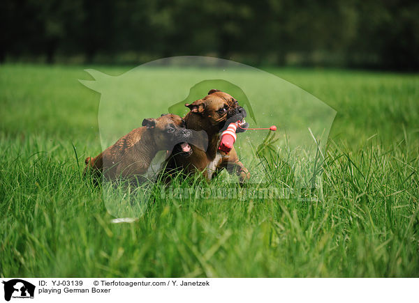 spielende Deutsche Boxer / playing German Boxer / YJ-03139
