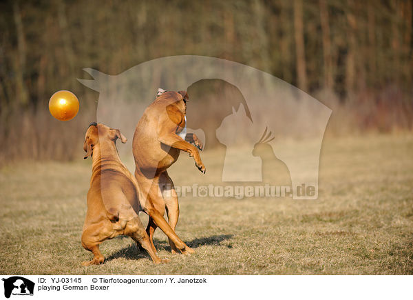 playing German Boxer / YJ-03145
