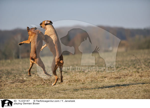 playing German Boxer / YJ-03147