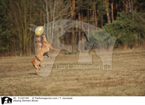 playing German Boxer / YJ-03149
