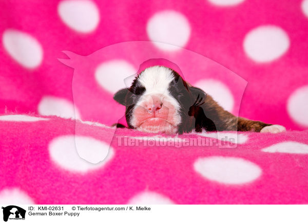 Deutscher Boxer Welpe / German Boxer Puppy / KMI-02631