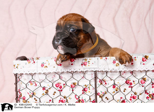 Deutscher Boxer Welpe / German Boxer Puppy / KMI-02640