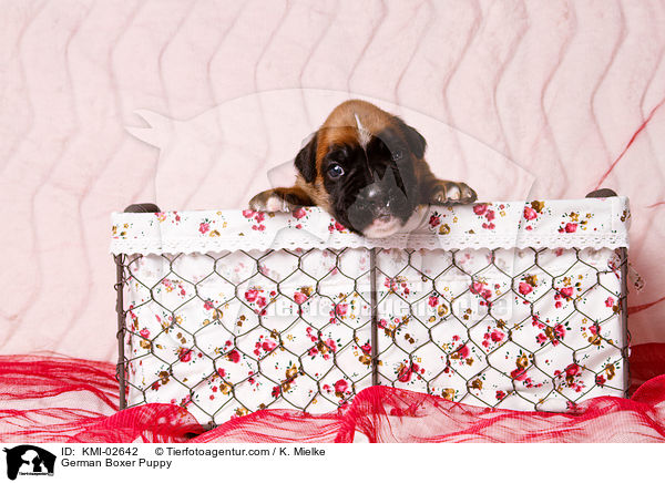Deutscher Boxer Welpe / German Boxer Puppy / KMI-02642