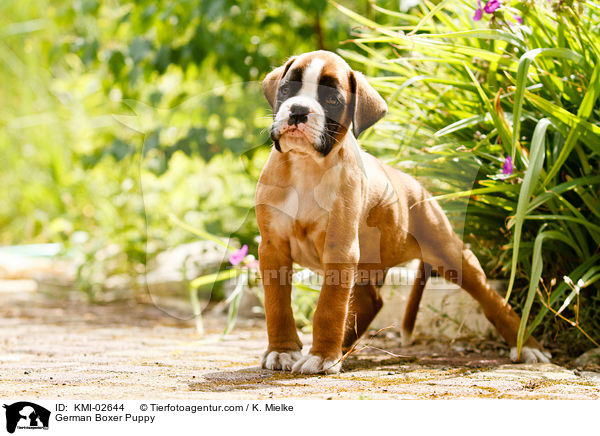 Deutscher Boxer Welpe / German Boxer Puppy / KMI-02644