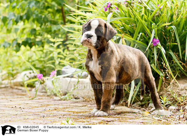 Deutscher Boxer Welpe / German Boxer Puppy / KMI-02645