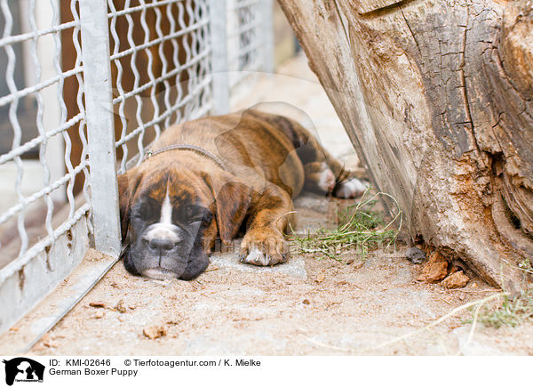 Deutscher Boxer Welpe / German Boxer Puppy / KMI-02646