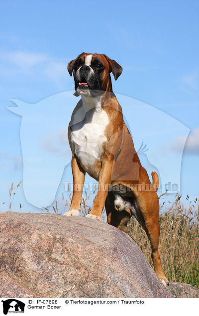 Deutscher Boxer / German Boxer / IF-07698
