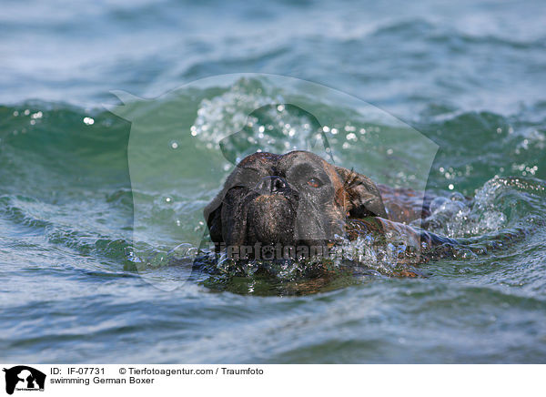 schwimmender Deutscher Boxer / swimming German Boxer / IF-07731