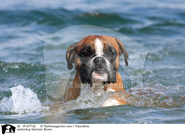 schwimmender Deutscher Boxer / swimming German Boxer / IF-07732