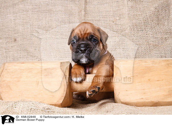 Deutscher Boxer Welpe / German Boxer Puppy / KMI-02848
