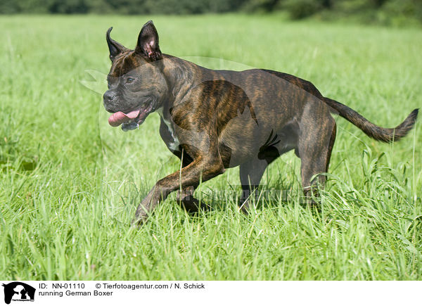 running German Boxer / NN-01110