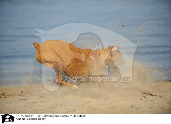 rennender Deutscher Boxer / running German Boxer / YJ-03554
