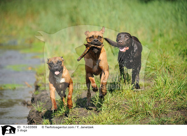 3 dogs / YJ-03569