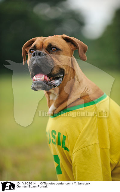 Deutscher Boxer Portrait / German Boxer Portrait / YJ-03614