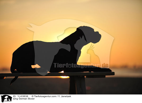 liegender Deutscher Boxer / lying German Boxer / YJ-03638