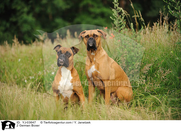 2 Deutsche Boxer / 2 German Boxer / YJ-03647