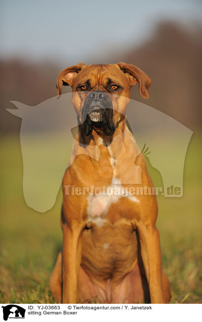 sitzender Deutscher Boxer / sitting German Boxer / YJ-03663