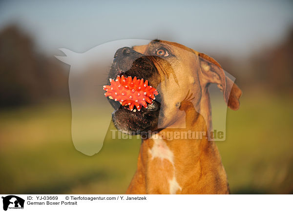Deutscher Boxer Portrait / German Boxer Portrait / YJ-03669