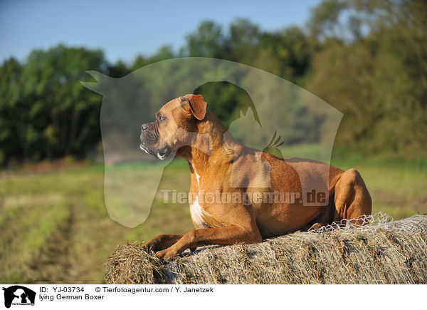 liegender Deutscher Boxer / lying German Boxer / YJ-03734