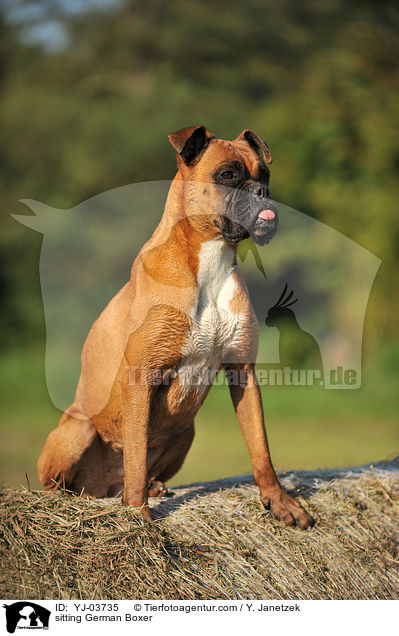 sitzender Deutscher Boxer / sitting German Boxer / YJ-03735