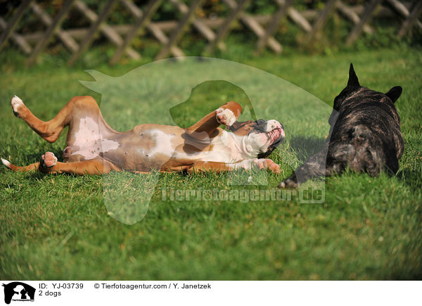 2 dogs / YJ-03739