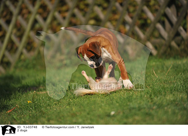 2 dogs / YJ-03748