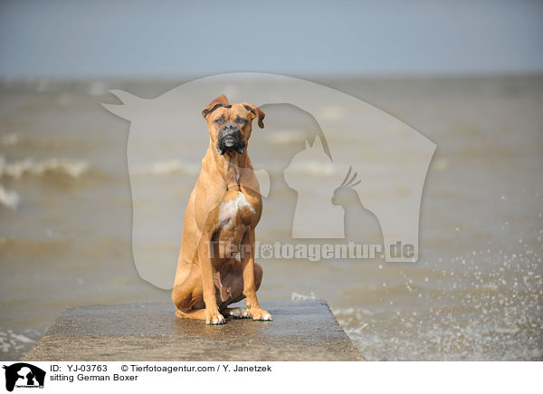 sitting German Boxer / YJ-03763