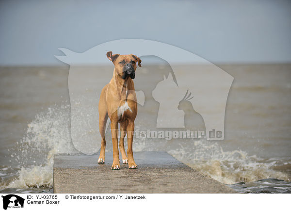German Boxer / YJ-03765
