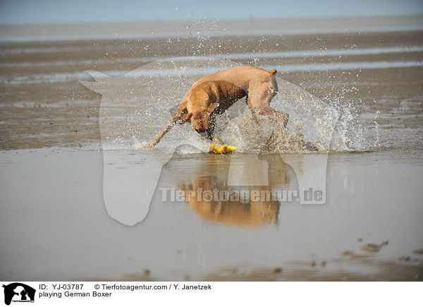 spielender Deutscher Boxer / playing German Boxer / YJ-03787