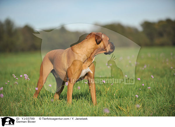 Deutscher Boxer / German Boxer / YJ-03789