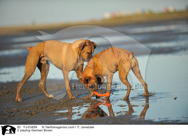 2 spielende Deutsche Boxer / 2 playing German Boxer / YJ-03856