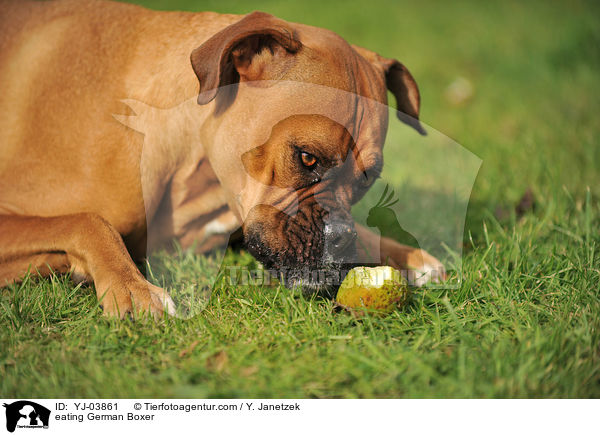 fressender Deutscher Boxer / eating German Boxer / YJ-03861
