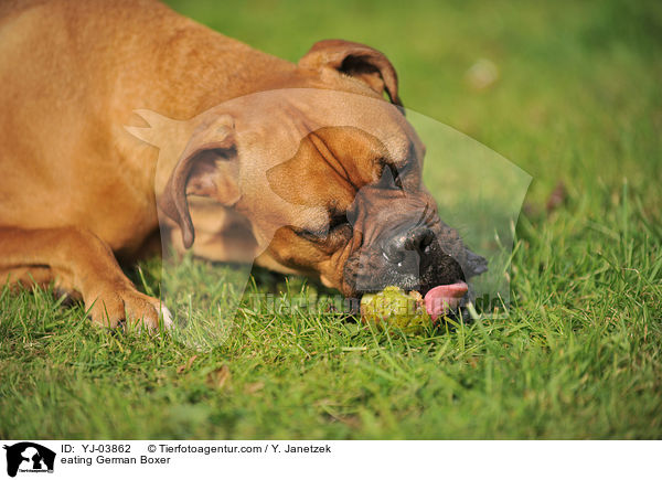 fressender Deutscher Boxer / eating German Boxer / YJ-03862