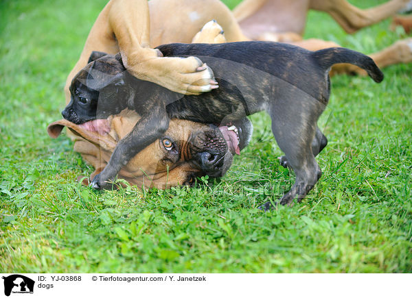 dogs / YJ-03868