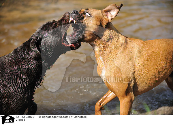 2 Hunde / 2 dogs / YJ-03872