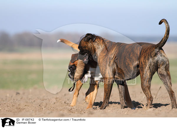 German Boxer / IF-08742