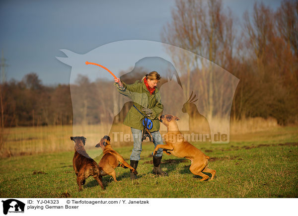 spielende Deutsche Boxer / playing German Boxer / YJ-04323