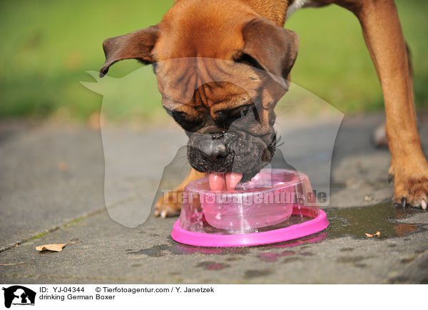 trinkender Deutscher Boxer / drinking German Boxer / YJ-04344